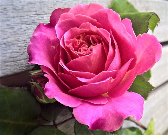 小清新的爱情句子90句