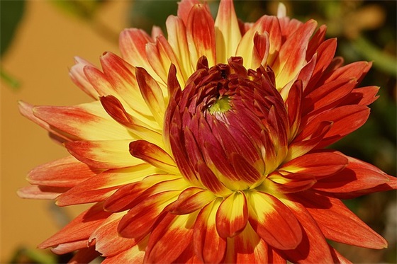 描写春花的句子大全