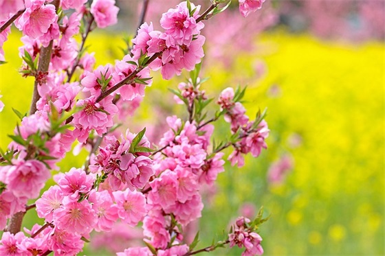 爱情甜美的句子80句