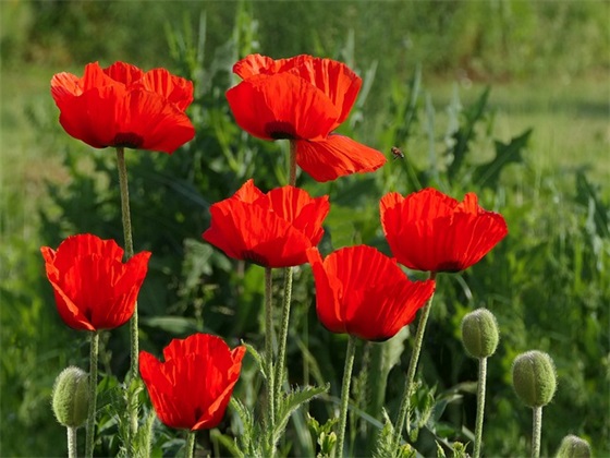 富有诗意的文案(有诗意的文案句子)