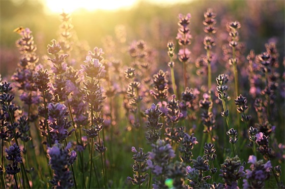 赞美职业女性的句子68句