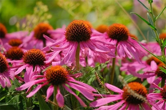 关于抒情的英语句子