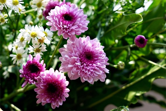 句子摘抄励志的文案