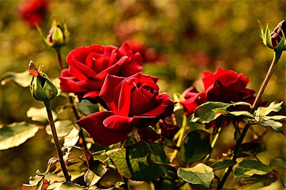 微信妇女节祝福句子