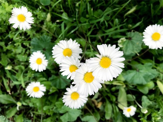 四个字的最好听的微信昵称(优选738个)