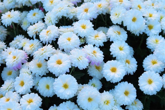 优雅大气的游戏名字(精选717个)