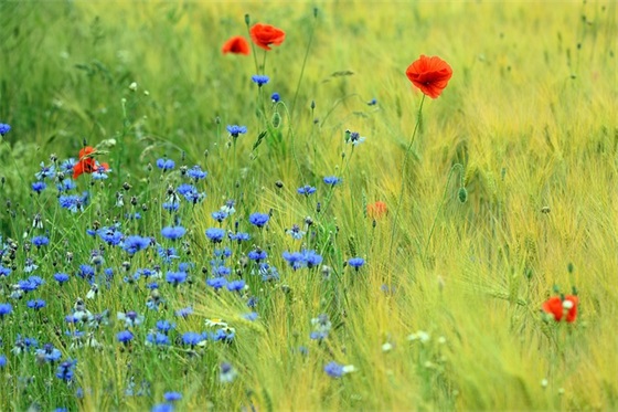 带风和梅的网名女