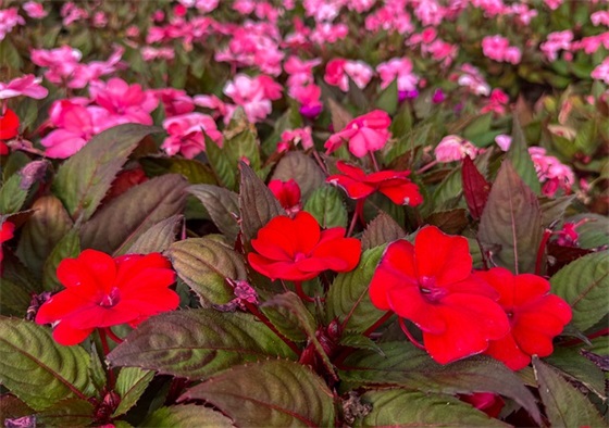 带华宝的网名女生名字