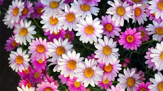 带茴子的网名男生