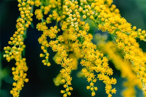 给领导的新年寄语 【给领导的新年寄语简短】