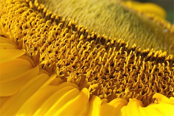 六年级学生家长对老师的寄语-100句