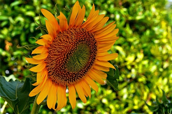 妈妈对儿子幼儿园毕业寄语 【妈妈对儿子幼儿园毕业的鼓励和期望的话语】