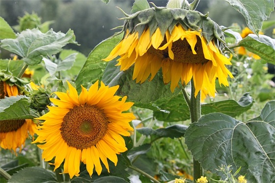 对幼儿园的成长寄语 【幼儿园的成长寄语简短】