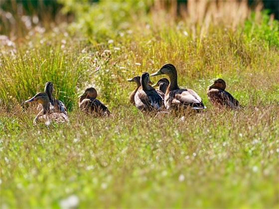 对一岁半宝宝的成长寄语怎么写-100句