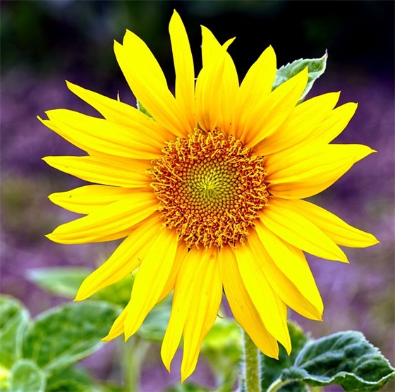 家长对孩子的足球寄语 【家长对孩子踢足球的鼓励】