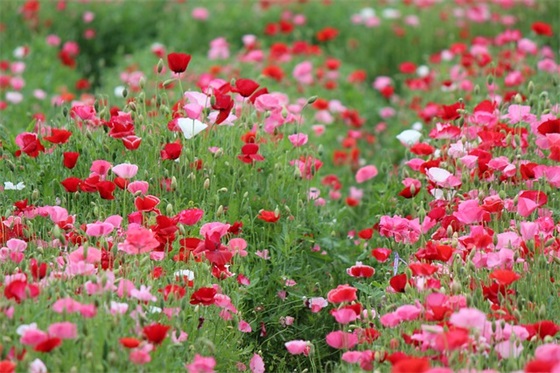 六年级下家长寄语简短 【六年级下家长寄语简短怎么写】