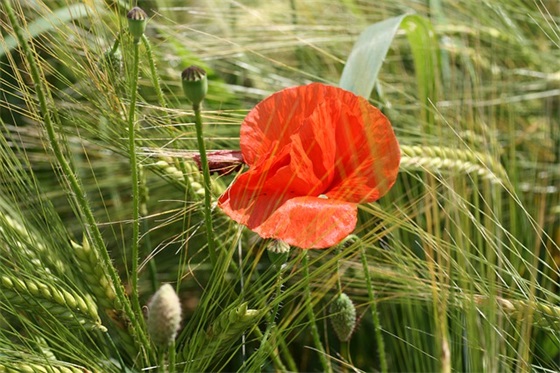 送给初三毕业学生的寄语简短 【初三毕业季送给学生的话】