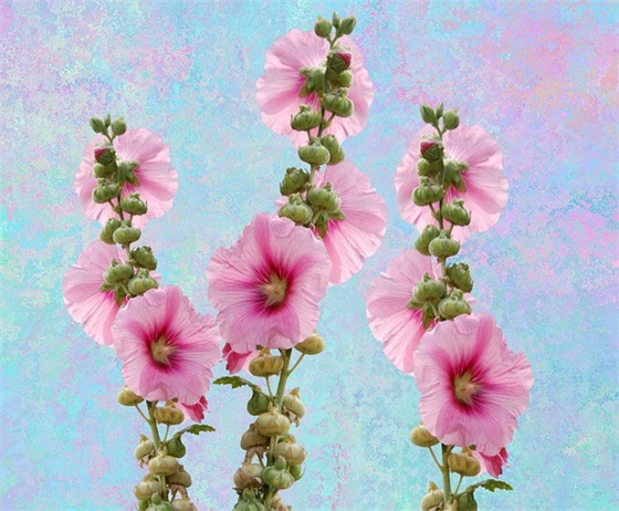 毕业感恩老师的寄语 【毕业感恩老师的寄语短句】