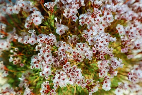 大学母校寄语 【大学母校寄语30】