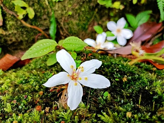 怀念青春的句子