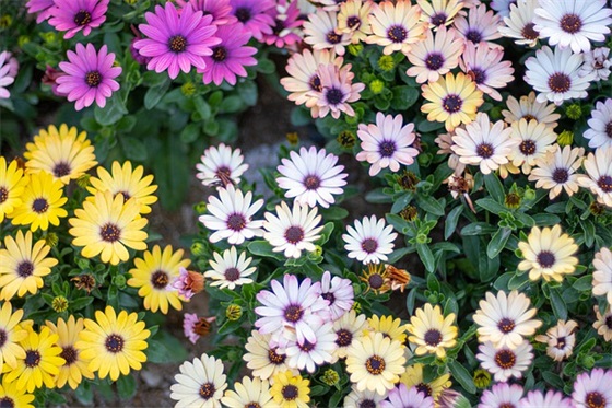 好听的炫舞名字女生(共193个)