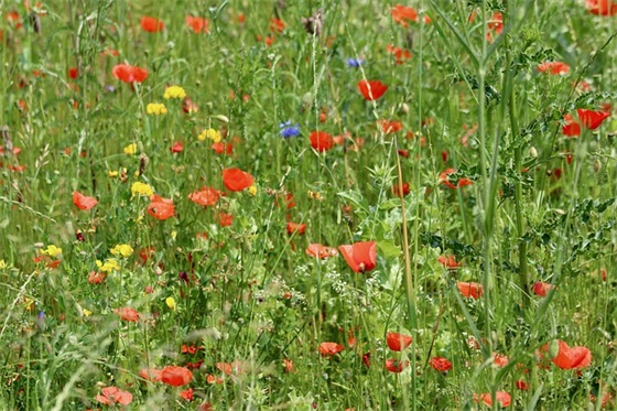 有含义独一无二的的英文昵称精选(共163个)