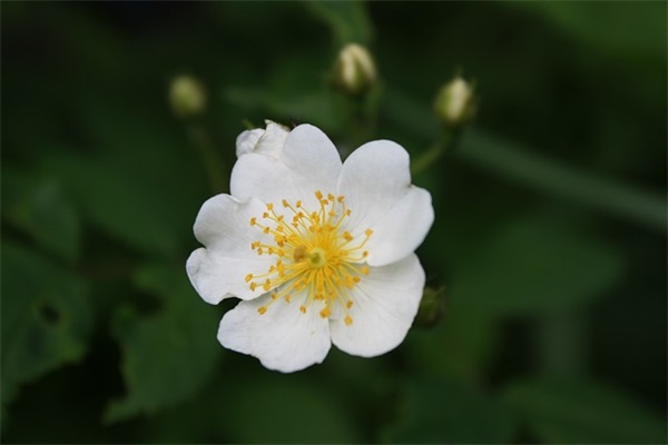 教师节贺卡祝福句子 教师节贺卡句子