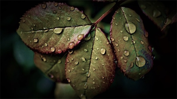 夜晚雨句子52句