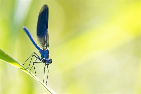 军训夏令营寄语 【军训夏令营标语】