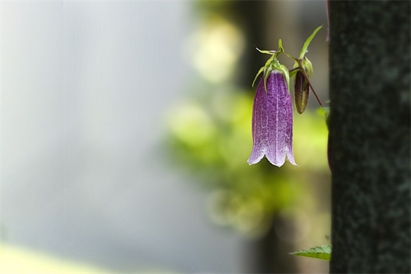 对闺女的成长寄语-71句