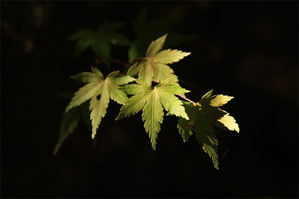 家长对幼儿独立的寄语-56句