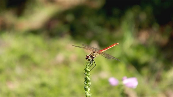 祭祀英烈寄语-54句