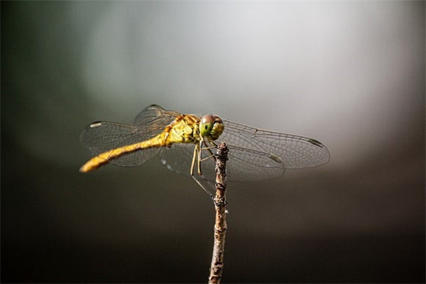 幼儿园唯美寄语-51句