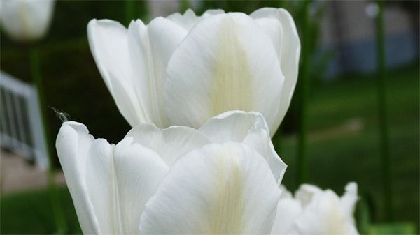 描写青春的优美句子