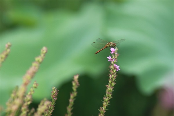 带紫唯美古风网名