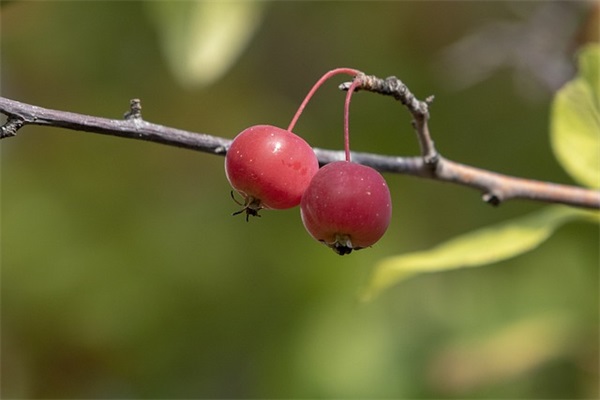 唯美可爱女生繁体网名(268个)