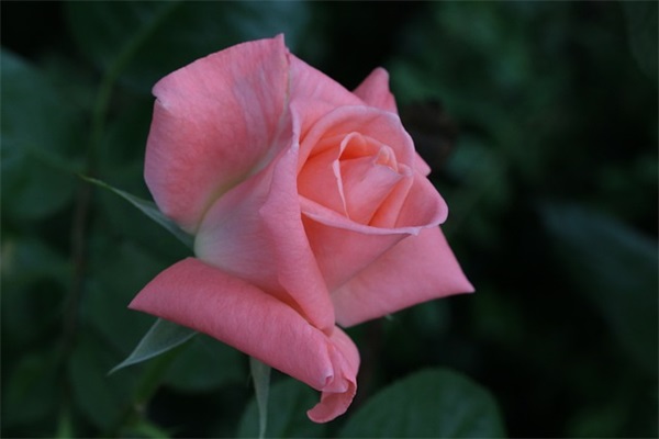 和平精英女网名个性独特(精选296个)