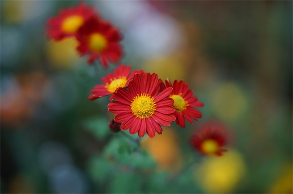 幸福的爱微博网名(共147个)