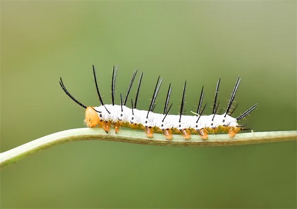 男游戏名字古风文雅