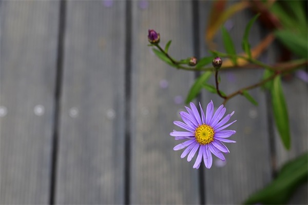 吃鸡游戏霸气战队名字
