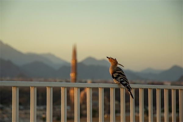霸气王者荣耀名字男