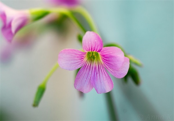 诗情画意的家族名字