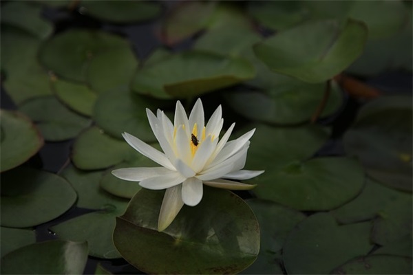 有关信仰的句子汇集