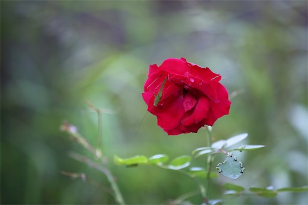 听音乐好心情句子大全精选31句