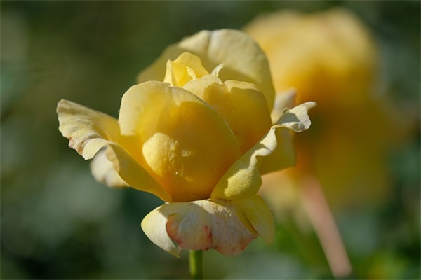 抖音热门有关独立女性的经典励志句子通用(30条)