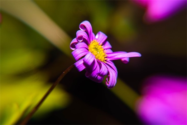 爱情幸福说说长篇115句