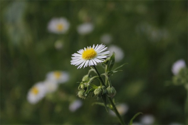 最新英雄联盟游戏名字