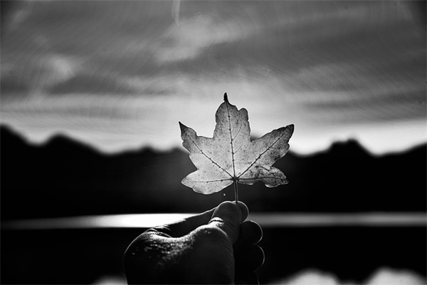 又酷又可爱网名