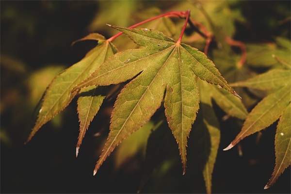 家乡的变化句子20句