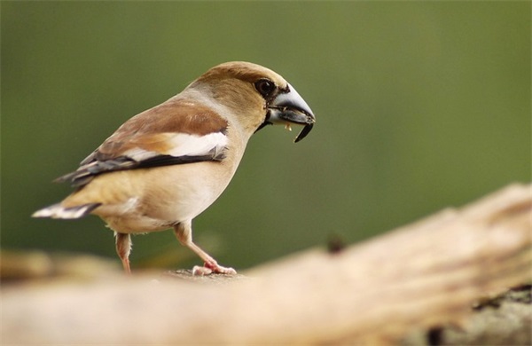 人生短暂的句子